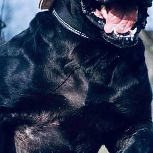 Meet your Posher, Dany